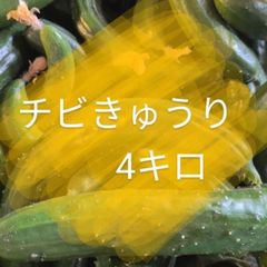 ４キロ弱！　ちびきゅうり　チビきゅうり　もぎりきゅうり　摘果きゅうり　農家直送美味しいきゅうり！ ４キロ弱！ サイズバラバラ！ 曲がりきゅうり　訳あり　きゅうり　４キロ　4k