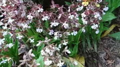 2026年最新】エビネ 苗の人気アイテム - メルカリ