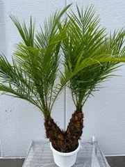 フェニックスロベレニー（230） 楽天市場】フェニックスロベレニー（観葉植物｜花・観葉植物