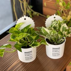 ⑧ポトス 2点セット エンジョイ グローバルグリーン 観葉植物
