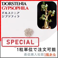 G01 ドルステニア ジプソフィラ 希少現地株 G01 ドルステニア ジプソフィラ 希少現地株 （ドルステニア