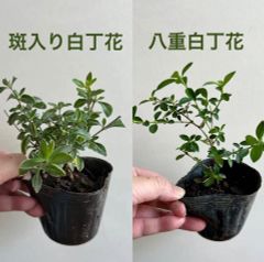斑入り白丁花と八重白丁花　ポット苗のセット 盆栽素材