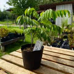 希少！オーガニック カレーリーフ ビックサイズ 一株 まもなく売り切れ