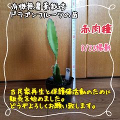 【新芽ぐんぐん♪】無農薬栽培ドラゴンフルーツ苗⑭