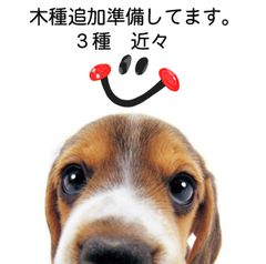木軸ペン　木種 追加準備してます。３種　近々販売予定です。3500円～　　試作は完成しました。