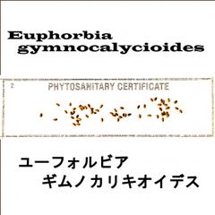 6月入荷 5粒 ユーフォルビア ギムノカリキオイデス 種子 種 証明書