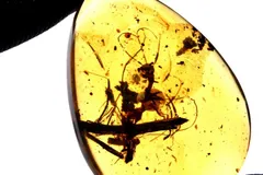 2025年最新】昆虫 琥珀の人気アイテム - メルカリ