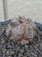 ☆ディオスコレア☆アフリカ☆亀甲竜☆実生☆現品☆