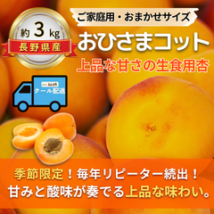 おひさまコット～上品な甘さの生食用杏～【内容量】約3kg【配送方法】クール配送【サイズ】当店お任せ【品目】杏（あんず）【品種】当店お任せ【産地】長野県【規格】ご家庭用A品B品混合【詰め方】 パック詰め【配送までの日数】1～4日