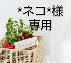 *ネコ*様専用〜ラベンダー濃い紫...挿し穂３本・ハゴロモジャスミン挿し穂5~6本