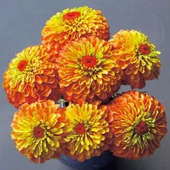 【花の種】ジニア　クイーンライムオレンジ　百日草　１５粒　八重～半八重