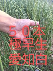 玉ねぎ苗 極早生 愛知白 20本 苗 - メルカリ