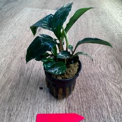 k*a様 ⭐︎ブセファランドラ モトレィアーナ 　黒紫の逸品 / 珍しいBau産 ⭐︎ブセファランドラ モトレィアーナ 黒紫の逸品 / 珍しいBau産