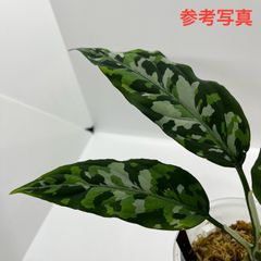 アグラオネマ　ピクタム　Aglaonema pictum Aceh Sumatra