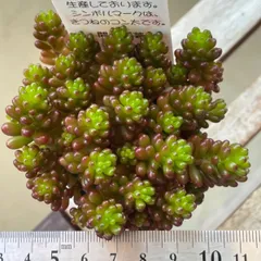 2023年最新】レッドベリー多肉植物の人気アイテム - メルカリ