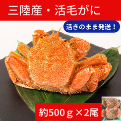 三陸産　活毛ガニ　500g前後×2尾　合計約1Kg
