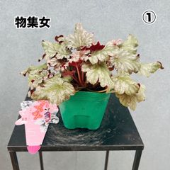 現品］【希少】13番 創樹 オリーブ セントキャサリン 6号 観葉植物