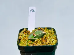 2025年最新】サンスベリア ロリダの人気アイテム - メルカリ