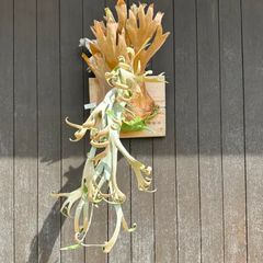 アガベ シジゲラ ロイヤルフラッシュ Agave schidlgera Royal