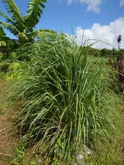 メルカリ便7リースレモングラスドライフルーツ和モダン メルカリ便7リースレモングラスドライフルーツ和モダン 2025年