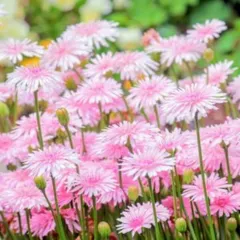 2025年最新】たんぽぽの綿毛の人気アイテム - メルカリ