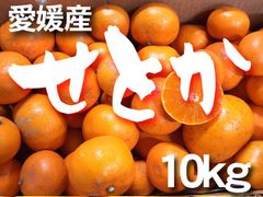 愛媛産「ブラッドオレンジ」約7kg-家庭用 | のま果樹園