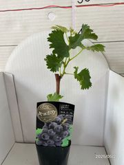 ぶどう 苗木★ 巨峰★甘味強く美味しい。ぶどう初心者向け品種★1本で結実