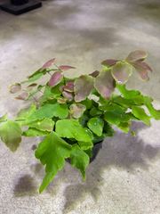 アジアンタム・マクロフィルム　3号ポット　人気　シダ植物　ピンク　可愛い　観葉植物　インテリア　グリーン