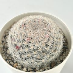 【多肉植物】サボテン・マミラリア 満月 Mammillaria candida