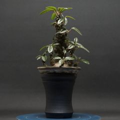 "Dorstenia foetida" ドルステニア フォエチダ 管理2229