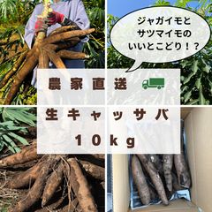 【採れたて直送】静岡県産の黄色甘味種キャッサバ芋20ｋｇ 採れたて直送】静岡県産の黄色甘味種キャッサバ芋5kg