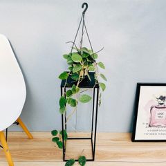 ［現品］94番  ホヤ　パラシティカ　5号　観葉植物　蔓性　かわいい　おしゃれ　珍しい　吊り鉢　ハンギング　吊り下げ