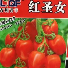ミニトマト　小番茄 種20粒　圣女果 赤