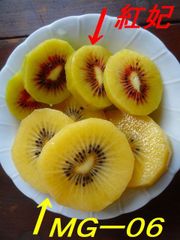 幻のキウイ！　MGー０６　追熟前の果実2㎏＋α
