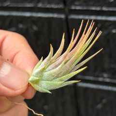 チランジア イオナンタ ヘーゼルナッツ Tillandsia ionantha Hezel Nut＊エアプランツ＠フラワーショップ江口
