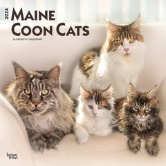 【輸入版】2024年 メインクーン・キャット カレンダー / ブラウントラウト 30.5 x 61 cm (Maine Coon Cats  Calendar)