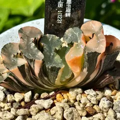 26d ハオルチア　多肉植物　大縄帝玉扇錦　自家繁殖 2025年最新】玉扇錦の人気アイテム - メルカリ