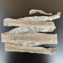 蛇の抜け殻 約150cm ヘビの抜け殻 - メルカリ