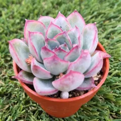 専用！多肉植物^o^ 希少交配種 花うらら×達磨秀麗 小苗 【公式通販】