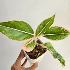 2025年最新】アグラオネマピンクの人気アイテム - メルカリ