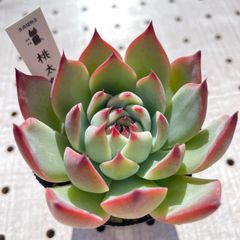 多肉植物　桃太郎　エケベリア