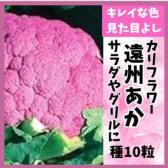 【野菜の種】赤カリフラワー「遠州あか」種１０粒～華やかサラダやグリルに