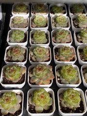 抜き苗 レンイ MY42×48株 ふっくら 多肉植物 エケベリア サボテン 韓国苗 新入荷