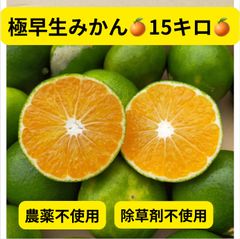 極早生みかん15キロ♪農薬不使用、除草剤不使用♪爽やかな甘みと酸味♪