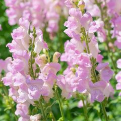 金魚草　ピンク　種30粒　花の種