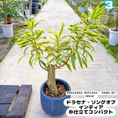 2025年最新】ソングオブインディアの人気アイテム - メルカリ