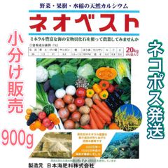 希少品種 へデラ カノン 元苗 アイビー 緊急入荷‼️ 寄せ植えに可愛い