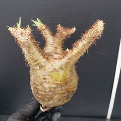 J534【最新到着】Pachypodium　グラキリス（MS）（現地球・抜き苗）【塊根植物】パキポディウム　グラキリス