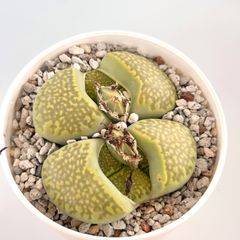 【多肉植物】メセン・リトープス　緑福来玉　Lithops julii ssp.fulleri 'Fullergreen'