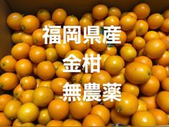 福岡県産　金柑　無農薬　宅急便コンパクト